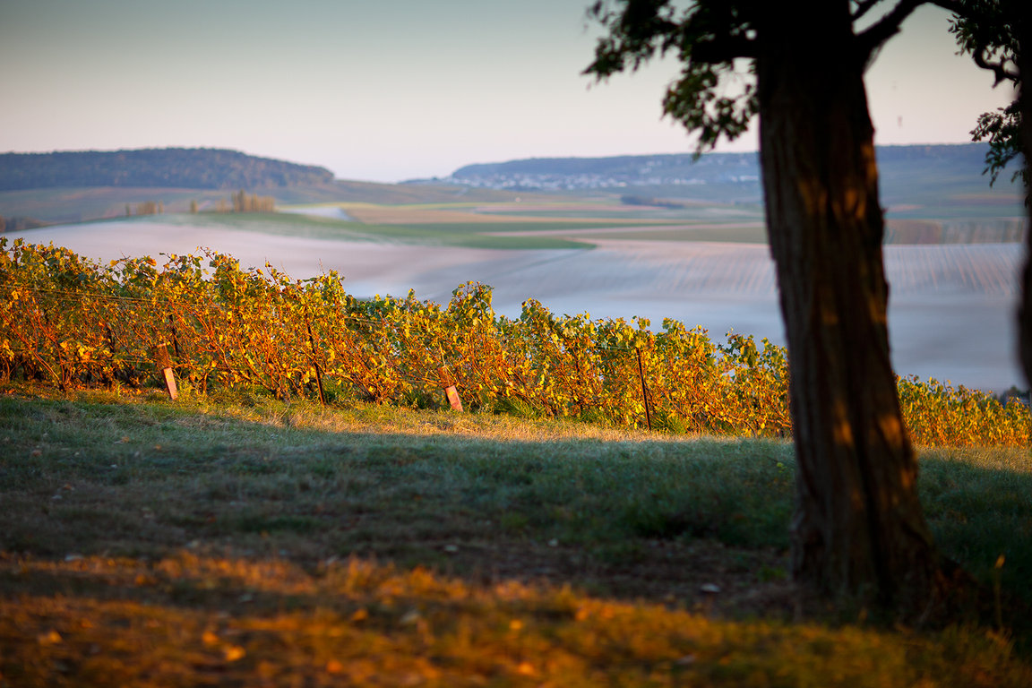 Spesiallansering Bordeaux 2015 – andre viner
